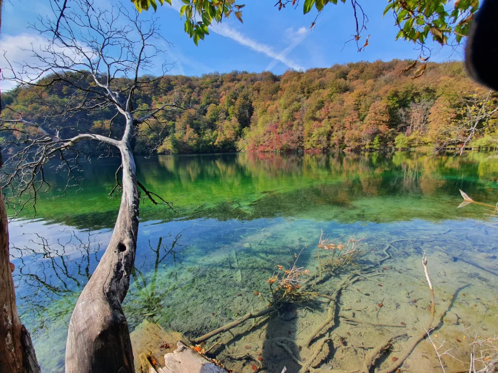 Clear green lake reflecting an autumn-coloured forest, with fallen branches visible beneath the water