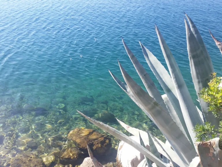 Clear blue water and submerged rocks beside a large agave on the Croatian coast
