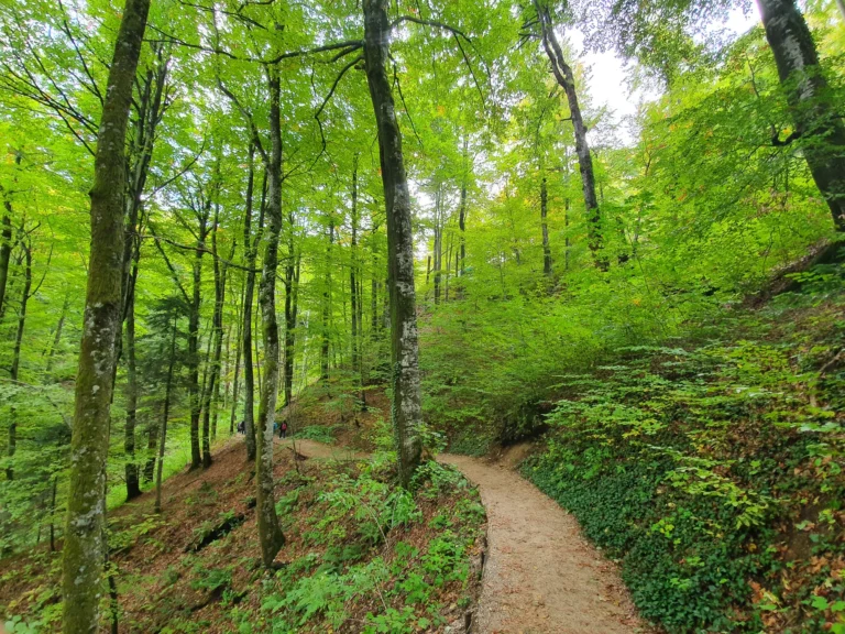 A winding dirt trail passes through a leafy forest, with two hikers in the distance.