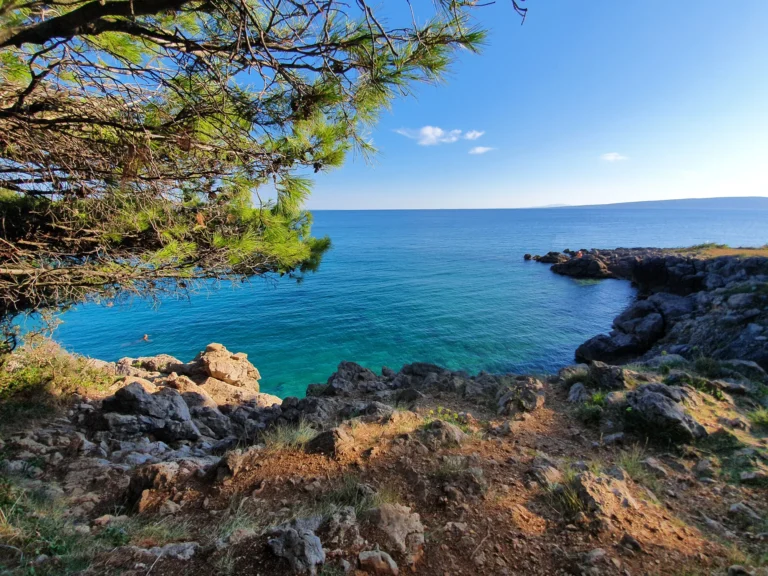Rocky swimming cove on the Croatian coast, shaded by pine branches above clear blue water.