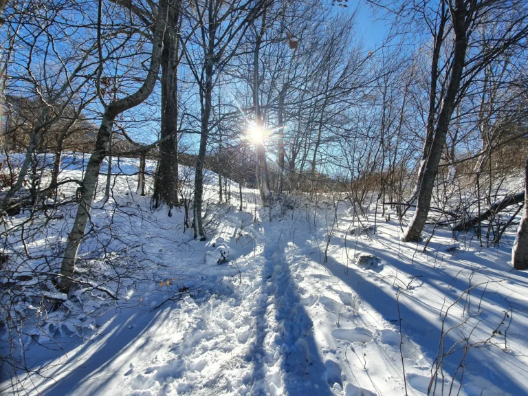 A snow-covered path winds through leafless woodland as sunlight shines between the trees in Croatia.