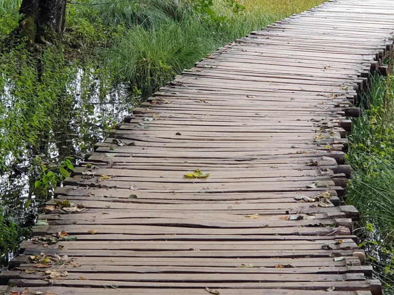 A weathered wooden boardwalk crosses shallow water and dense green wetland plants in Croatia.