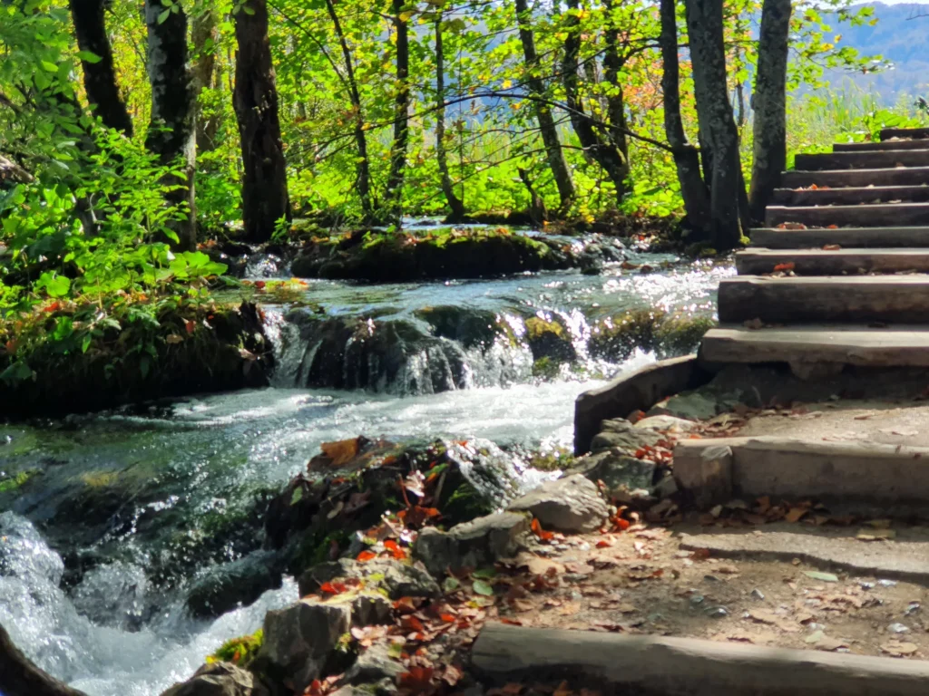A shallow stream rushes through leafy woodland beside a flight of rustic steps.