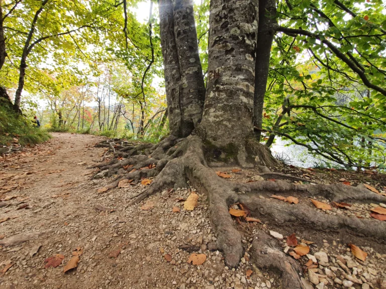 A rocky woodland trail passes the exposed roots of a large tree, with water visible through the foliage.