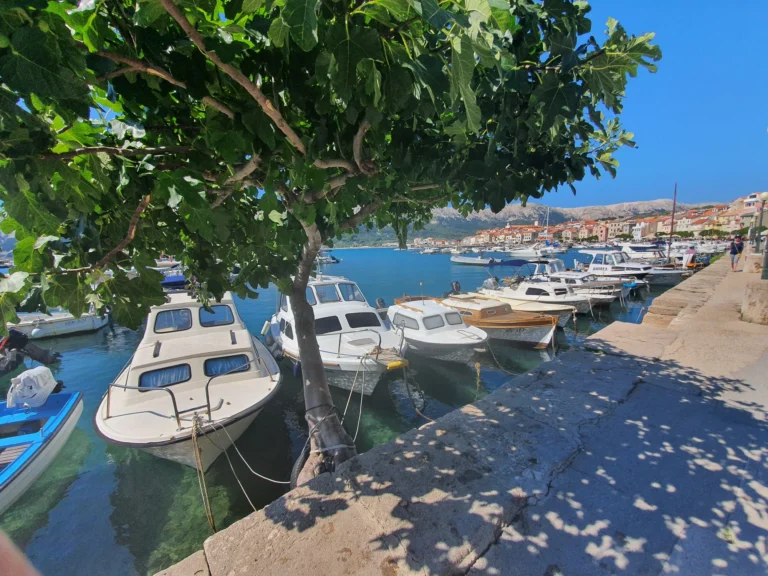 Boats fill a coastal harbour beneath a leafy tree, with waterfront buildings and a rocky ridge beyond.