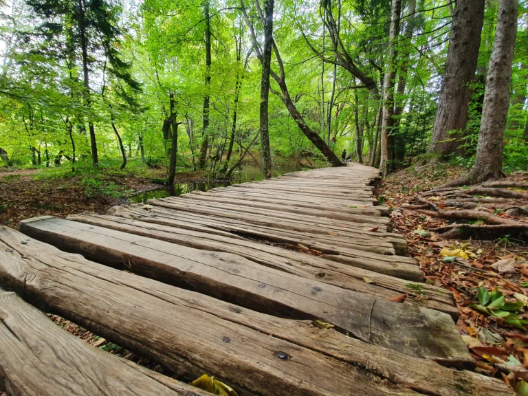 A rustic wooden boardwalk crosses a shallow stream beneath a dense green forest canopy.