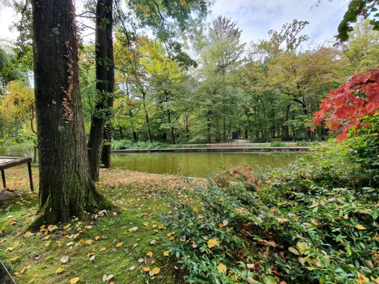 A pond in a leafy woodland park, with autumn leaves scattered beneath the trees