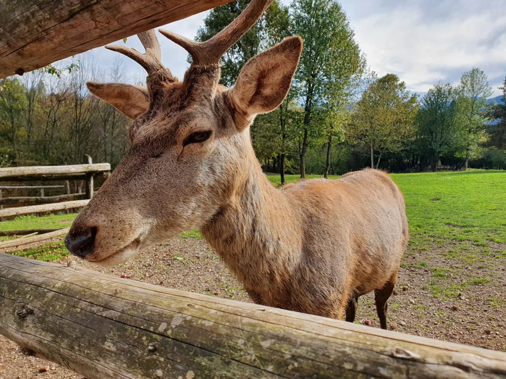 A deer stands behind a wooden fence in a grassy, tree-lined enclosure.