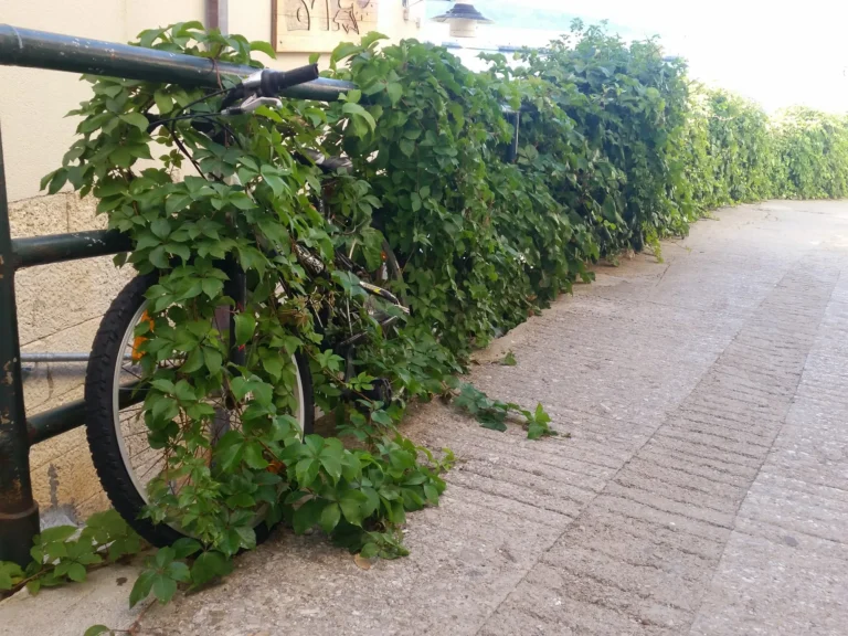 A bicycle partly hidden by leafy vines beside a stone-paved walkway.