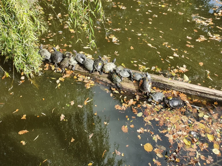 Several turtles bask on a fallen log in a pond scattered with autumn leaves.