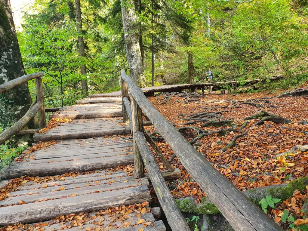 A rustic wooden boardwalk winds through a leafy forest covered with fallen autumn leaves.