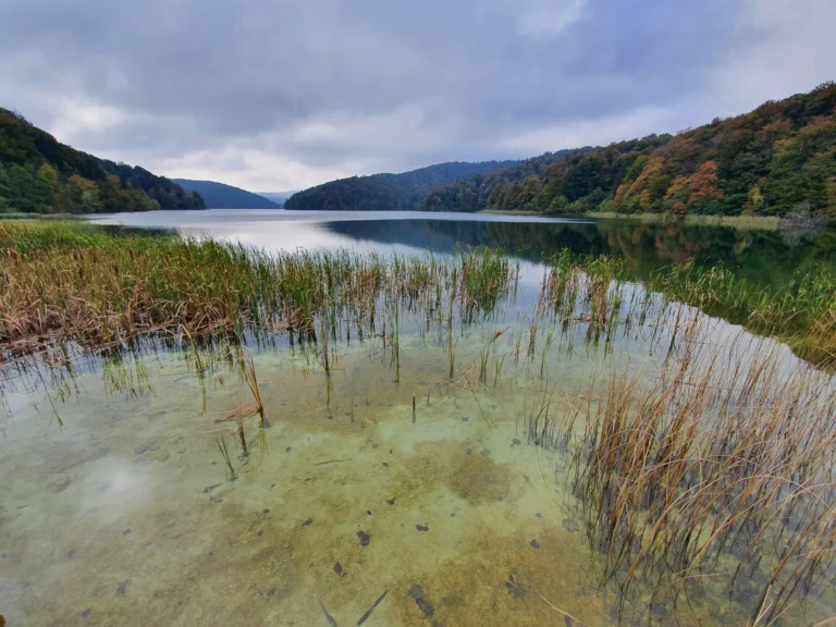 Clear shallow water and reeds at the edge of a lake surrounded by autumn-coloured wooded hills