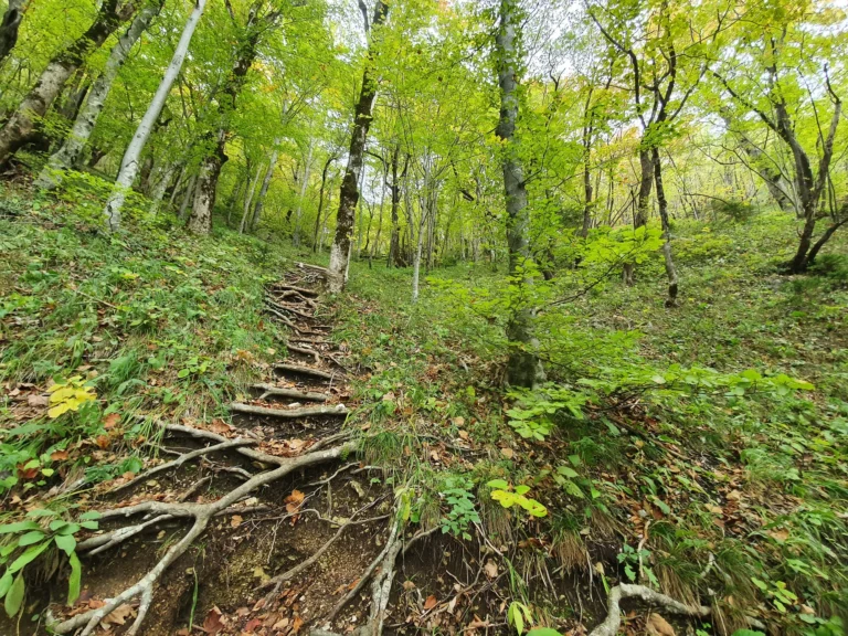 A narrow woodland trail climbs over exposed roots beneath a leafy green canopy.